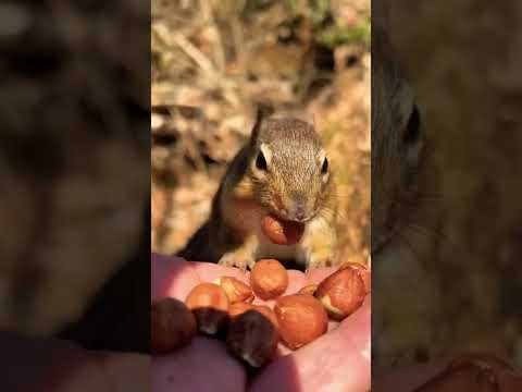 Mooshy we did it five years my sweet baby #shorts #chipmunks #cute #mooshy