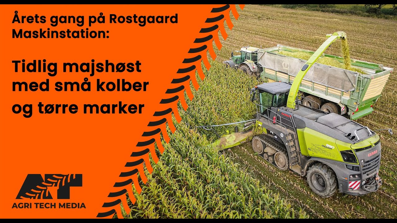 🇩🇰 Rostgaard Maskinstation 2024 - Afsnit 7: Årets majshøst har små kolber og tørre marker