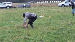 preview picture of video 'Lure race Podencoklubben. Lure racing/Lure coursing.'