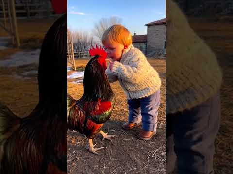 Adorabile gallo scopre chi comanda a 3 anni #AnimaliDivertenti #LeadershipGallo