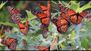 Papillon (Hot Butterfly) - Chaka Khan