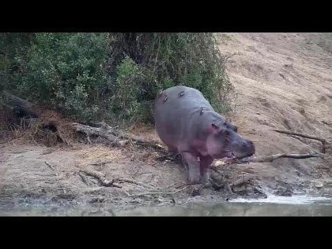 Djuma: Hippo grazing and checking out new stick before going back in to water - 09:50 - 06/05/20