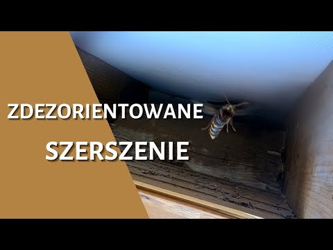 Zdezorientowane szerszenie - usuwanie gniazda szerszeni  - likwidacja gniazda - gniazdo szerszeni