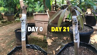 Download lagu Mango Cleft Grafting Method | Sprouted Shoots In 2 Weeks mp3 Download lagu Mango Cleft Grafting Method | Sprouted Shoots In 2 Weeks mp3