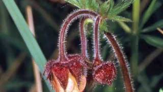 Music to relax an dream: ELONIA plays "Galadriels Garden" ;