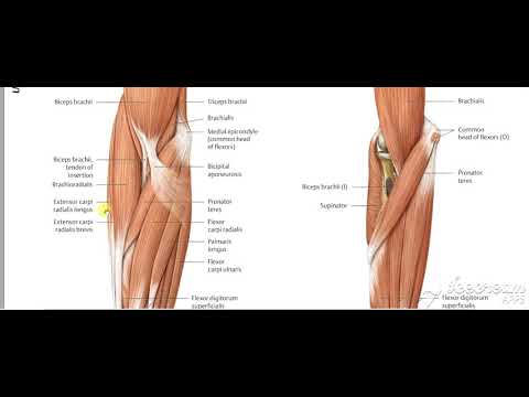 Forearm muscles