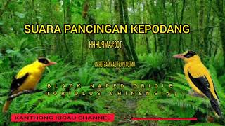 Download lagu PANCINGAN PIKAT SUARA KEPODANG 100%AMPUHHH NGGA PAKAI LAMA BURUNG AUTO LENGKET mp3
