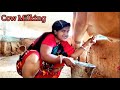 Beautyful Village Woman Milking A Cow By Hand Cow Milking Vlog