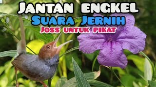 Download lagu Suara Pikat Prenjak Tamu Gacor Engkel Memanggil Lawan  mp3