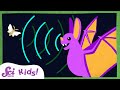 How Do Bats See with Sound? | Echolocation | Amazing Animal Senses | SciShow Kids