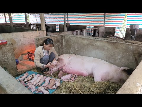 , title : 'Pigs about to give birth stop breathing, Call a veterinarian to save the sow.  (Episode 117).'
