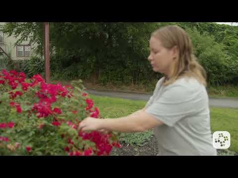 Snake Bites | Treatment and First Aid