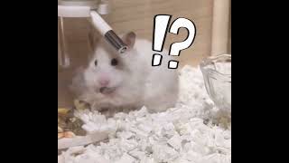 びっくりするハムスター