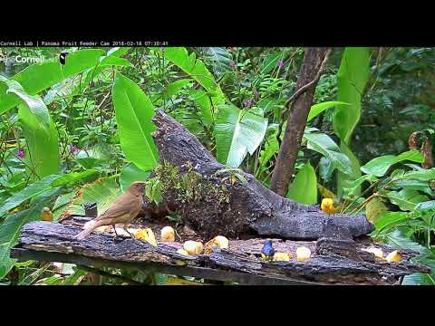 Prothonotary Warbler On The Panama Fruit Feeder Cam At Canopy Lodge – Feb. 18, 2018