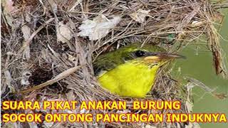 Download lagu SUARA PIKAT ANAKAN  BURUNG SOGOK ONTONG PANCINGAN INDUKNYA mp3