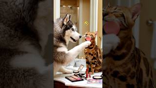 Husky caught applying blush on the cat.