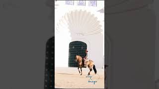 Dancing Horse -Jerusalema (feat. Nomcebo Zikode) [Edit] - Master KG #shorts