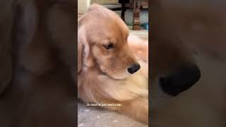 Golden retriever feelings are big.😂Duke was annoyed with me because it was 4pm and he wanted to eat