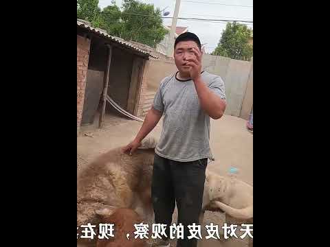 其实我已经很认真了，厂长说这不赖你，下次别推了 #000