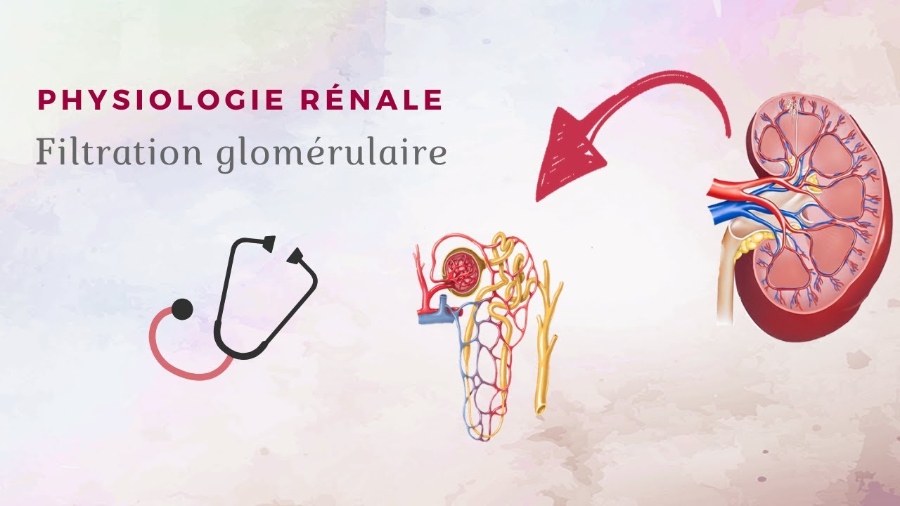 Physiologie rénale - Filtration glomérulaire