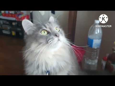 MARITES NA PUSA C TOM AND JERRY  😂🐱#catlover #funnycat #pets #tomandjerry #cat