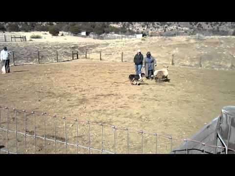 Herding Instinct Test- Australian Shepherd Cali