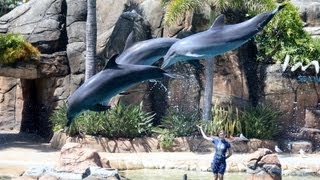 preview picture of video 'Dolphin Show Imagine At Sea World Gold Coast'