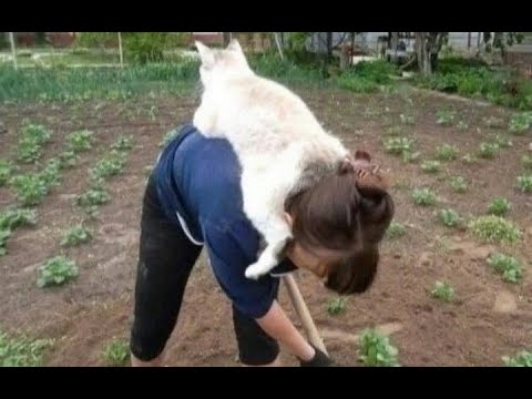 🐈 Why does a cat need a person? 😺 A compilation of funny cats and kittens for a good mood! 😻