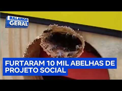 Criminosos furtam 10 mil abelhas de projeto social no Paraná