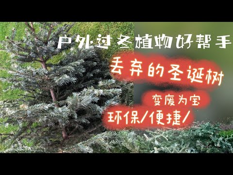 圣诞树变废为宝/环保快捷不花钱就能让月季和其它花卉安全过冬的方法之一/Tannenbaum wieder verwerten /05.01.2022