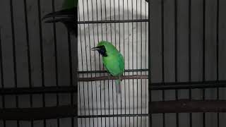 Download lagu Cucak ijo gacor isian KENARI mp3