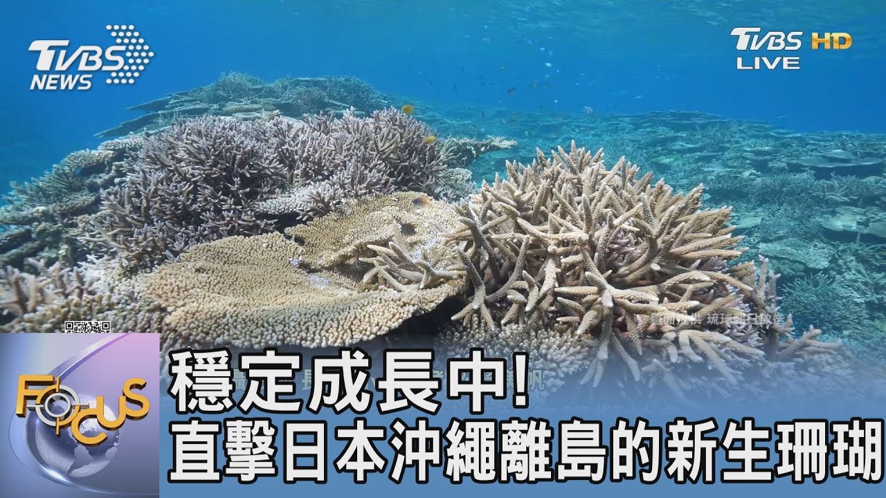 穩定成長中!直擊日本沖繩離島的新生珊瑚