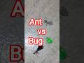 Ant Vs Bug Insectfight Bug चींटी Fight Fightforlife Strugglelife