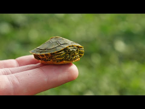 I Found a Baby Turtle!