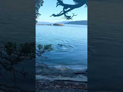Went for a swim when i felt something very large bump into my leg.. #orcas