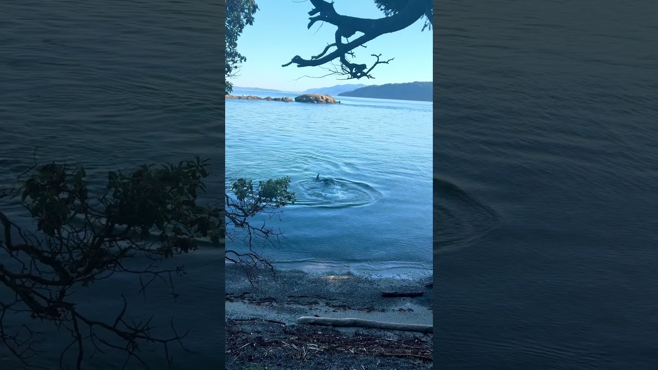 Went for a swim when i felt something very large bump into my leg.. #orcas