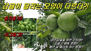 감귤이 달리는 모양이 다르다?! 감귤 달리는 방식!! 감귤 순 작업 후 달리는 감귤?! 매년 감귤을 달리게 …