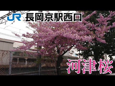 JR長岡京駅西口の河津桜（2021/03/11）