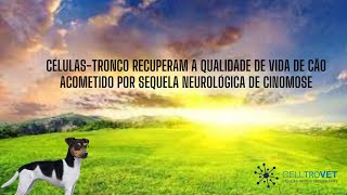 Células-tronco recuperam cão acometido por um quadro de sequela neurológica de cinomose.
