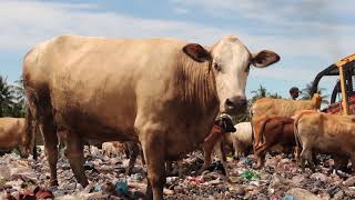 Trailer | Diary Of Cattle | Lidia Afrilita & David Darmadi
