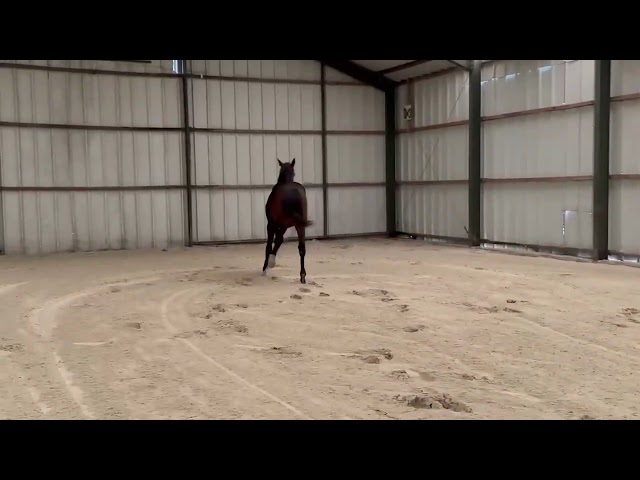 Entire KWPN Dutch Warmblood For sale 2024 Dark Bay