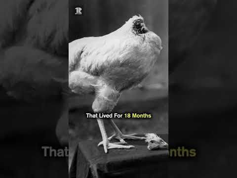 Mike the Headless Chicken #Shorts