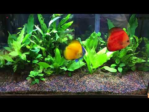 Discus in a 30 Gallon Planted Tank update 6