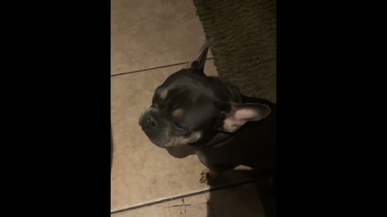 Who wants to be friends with me #pets #dog #frenchie #shorts #scroll #like  #followme #viral