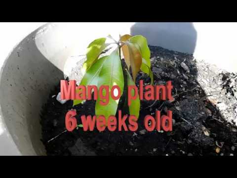 Growing Mangos From Seed - Mango plants 6 weeks old
