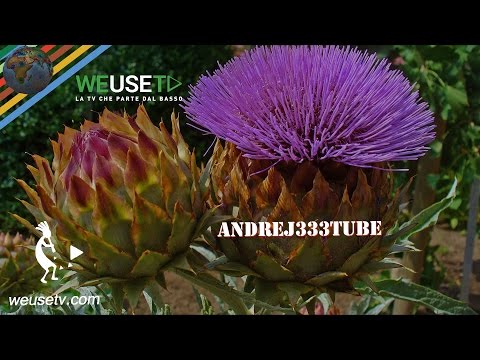 Cardo selvatico - Presame (caglio) per fare il formaggio