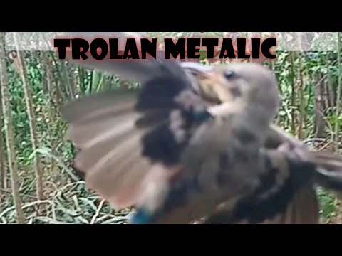 Ijoan Novyj Trend Smotret Onlajn Na Sajte Trendovi Ru