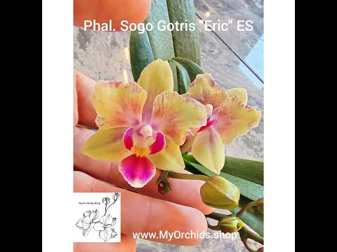 , title : 'Phalaenopsis Sogo Gotris "Eric" ES'