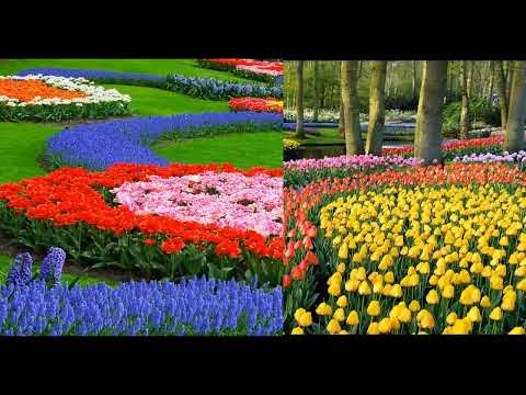 Nicu Petrescu - O, dacă tu-ai fi-avut iubire - mel Nicu Petrescu