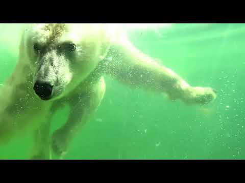 Московский зоопарк объявит конкурс по выбору имени белой медведице, найденной в Якутии